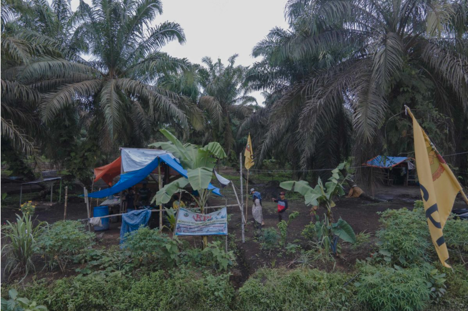 Chaty zřízené místními obyvateli na pozemcích, které obsadili v rámci koncese PT Anam Koto. Obrázek od Jaka Hendra Baittri pro Mongabay.